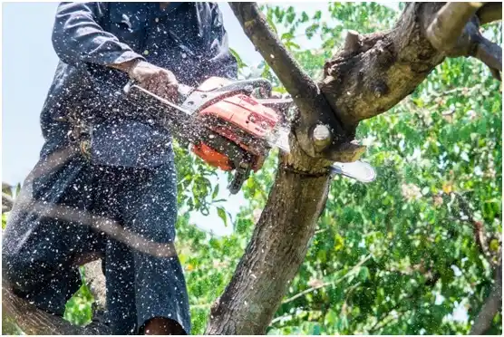 tree services Cottonwood Shores